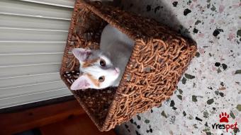 Ράτσα: Άγνωστο - Ημίαιμο | Ηλικία: 5 μηνών | Φύλο: Αρσενικό | Αρ. Microchip: 0000000000 | Περιοχή: Πειραιάς, Αττική